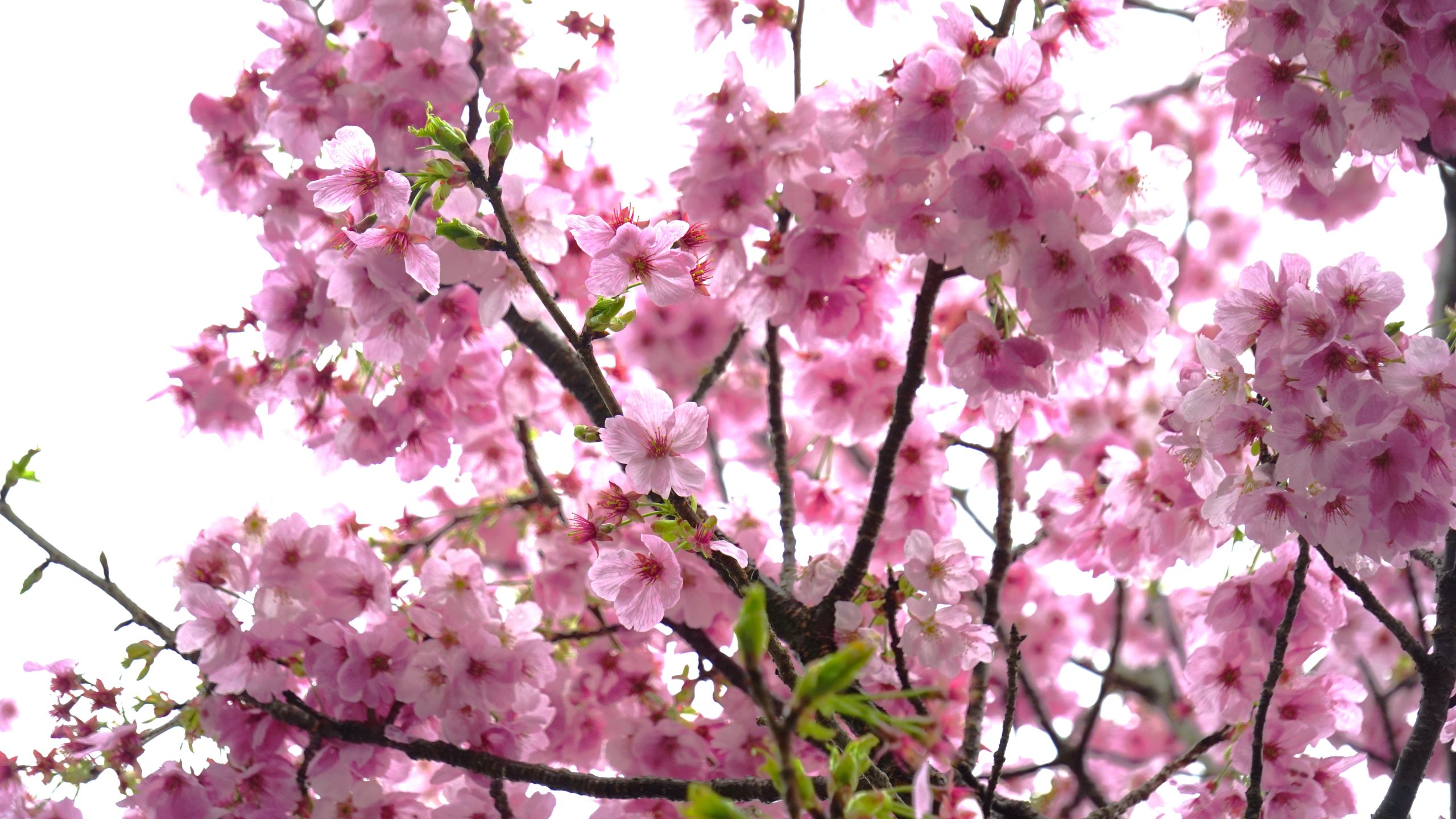 Kyushu Sakura Discovery Tour