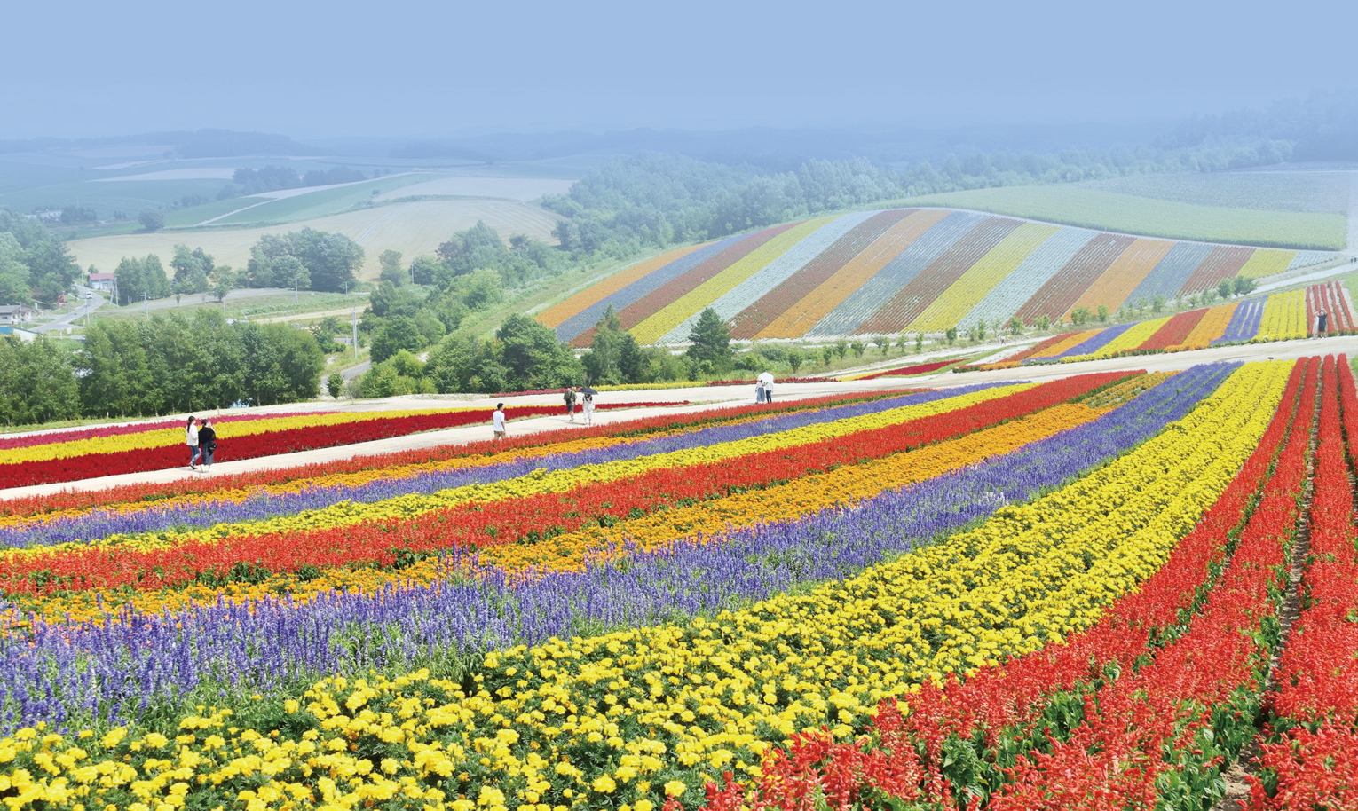 Hokkaido Lavender Tour in Summer (I)