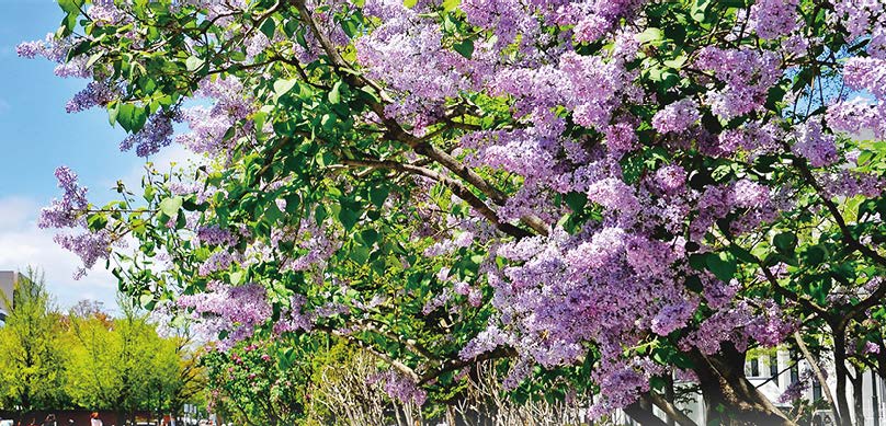 Hokkaido Spring Flower Festivals