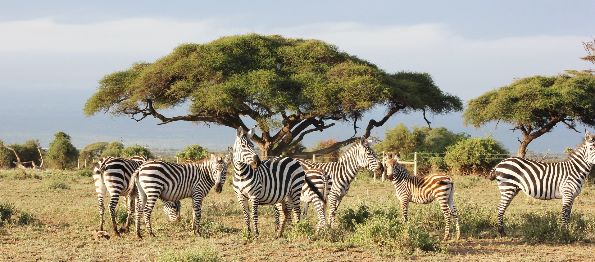 East Africa Safari