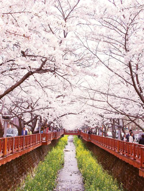 Cherry Blossom Festival in Korea