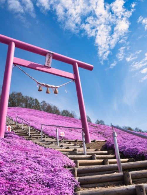 Hokkaido Spring Flower Festivals