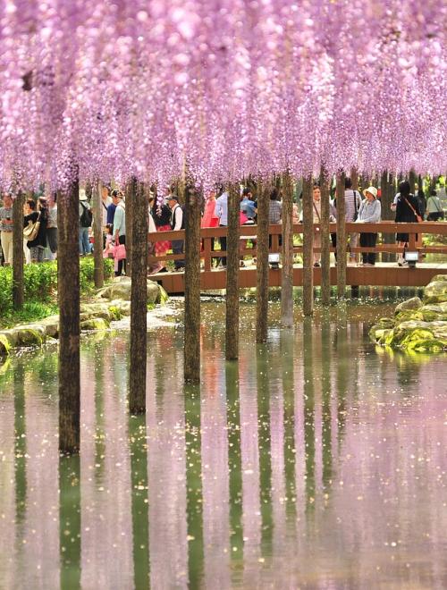 Kyushu Flower Viewing – Wisteria