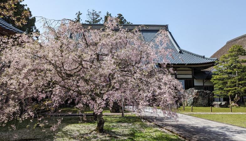 Spring Flower in Sado Island, Niigata & Nikko