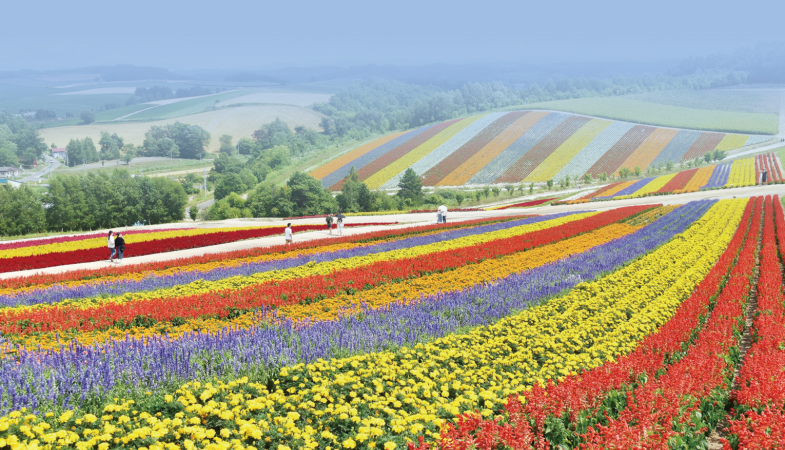 Hokkaido Lavender Tour in Summer (I)