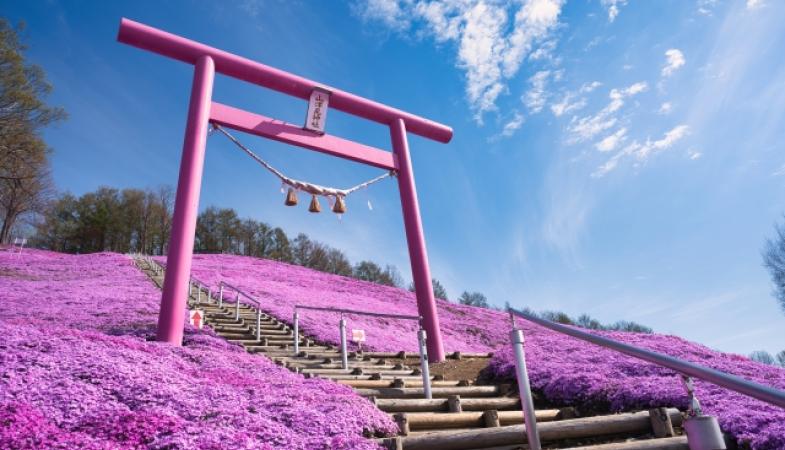Hokkaido Spring Flower Festivals